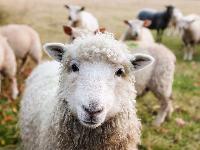great-sheep-uprising-part-1