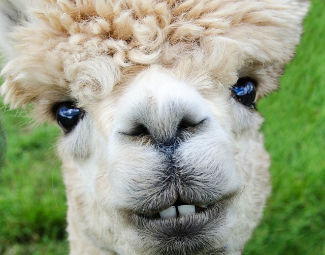 domesticated-alpaca-what-we-really-need